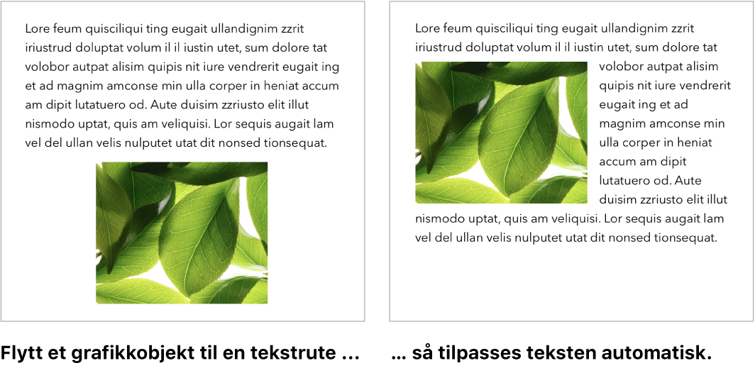 Pages-vindu som viser hvordan tekst bryter rundt grafikk.