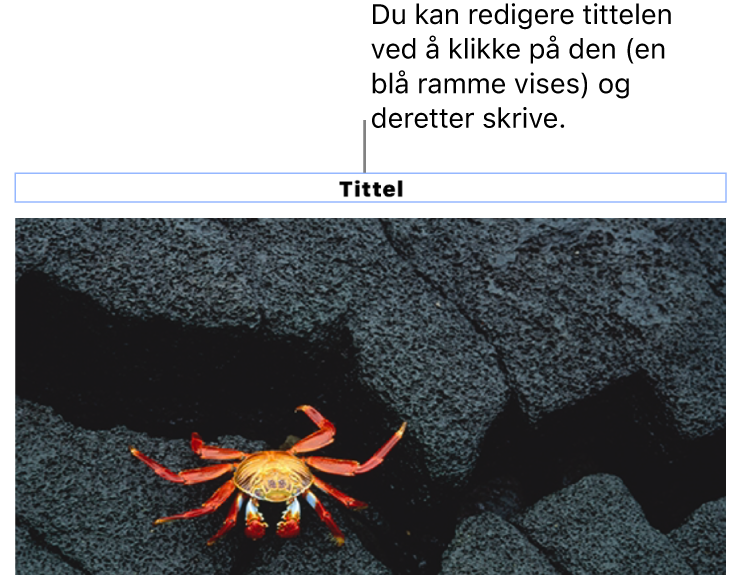 Plassholdertittelen «Tittel» vises under et bilde. Et blått omriss rundt tittelfeltet viser at det er markert.